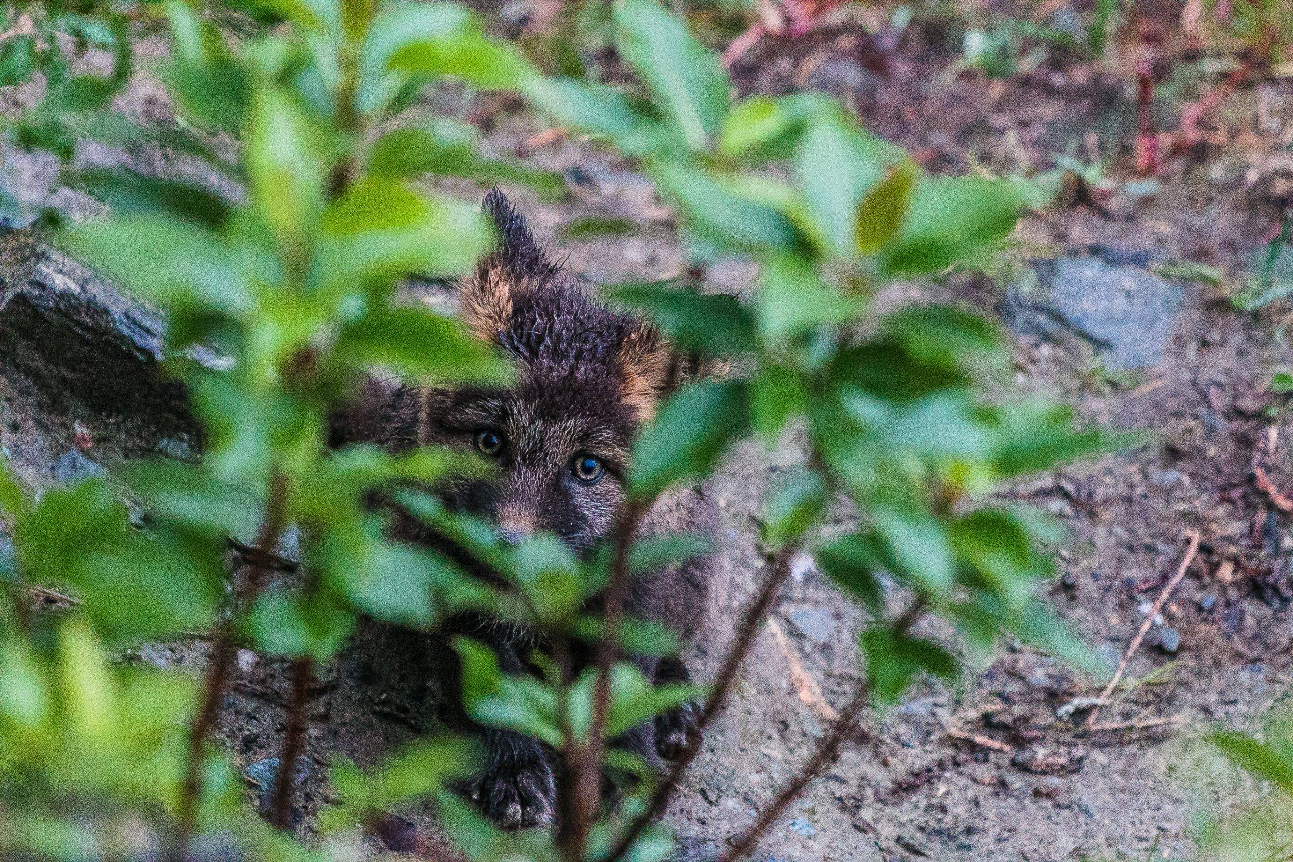 Kit Fox - Bonnie Reynolds Kit Fox - Bonnie Reynolds