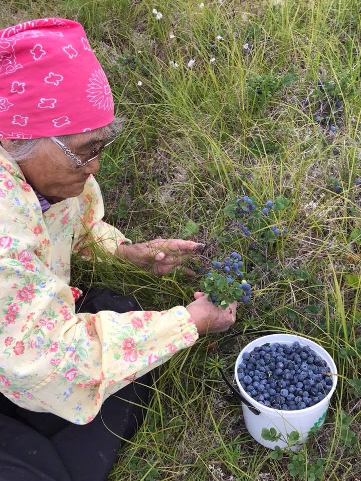 CunninghamAmber-Subsistence-Elderpickingblueberries CunninghamAmber-Subsistence-Elderpickingblueberries