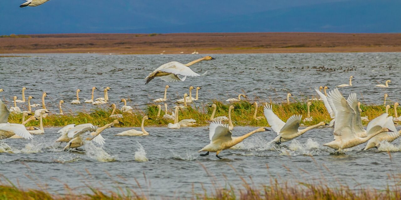 BSNC Announces the Launch of its New LEAD Program and the Selected Participants