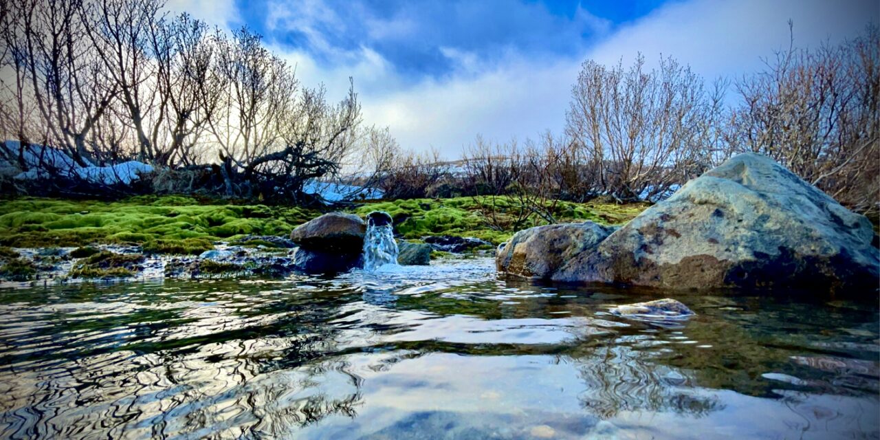 BSNC Promotes Jenna Krohn to Associate General Counsel & Chief Compliance Officer