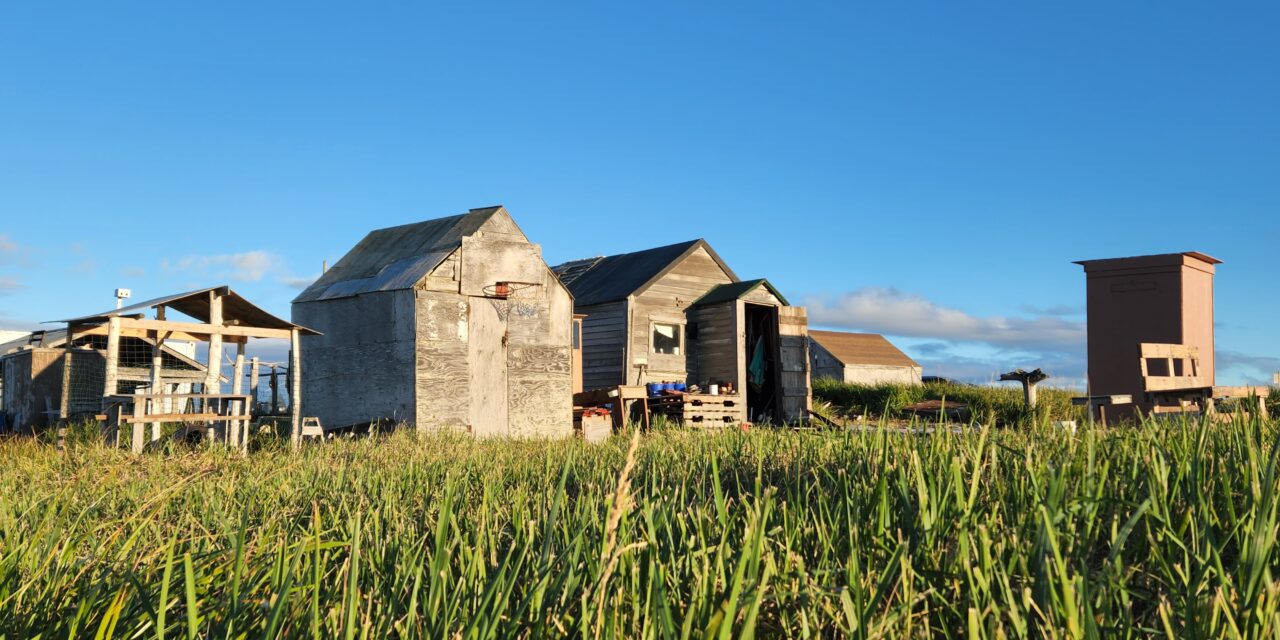 BSNC Announces 2024 Tim Towarak Memorial Scholarship Awardee