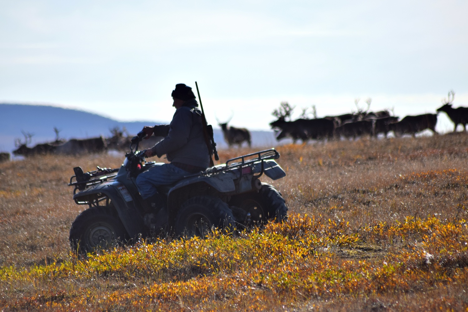 DonnaPushruk-2024VillageLife-my dadDelbert Okbaok riding by some reindeer near Teller DonnaPushruk-2024VillageLife-my dadDelbert Okbaok riding by some reindeer near Teller
