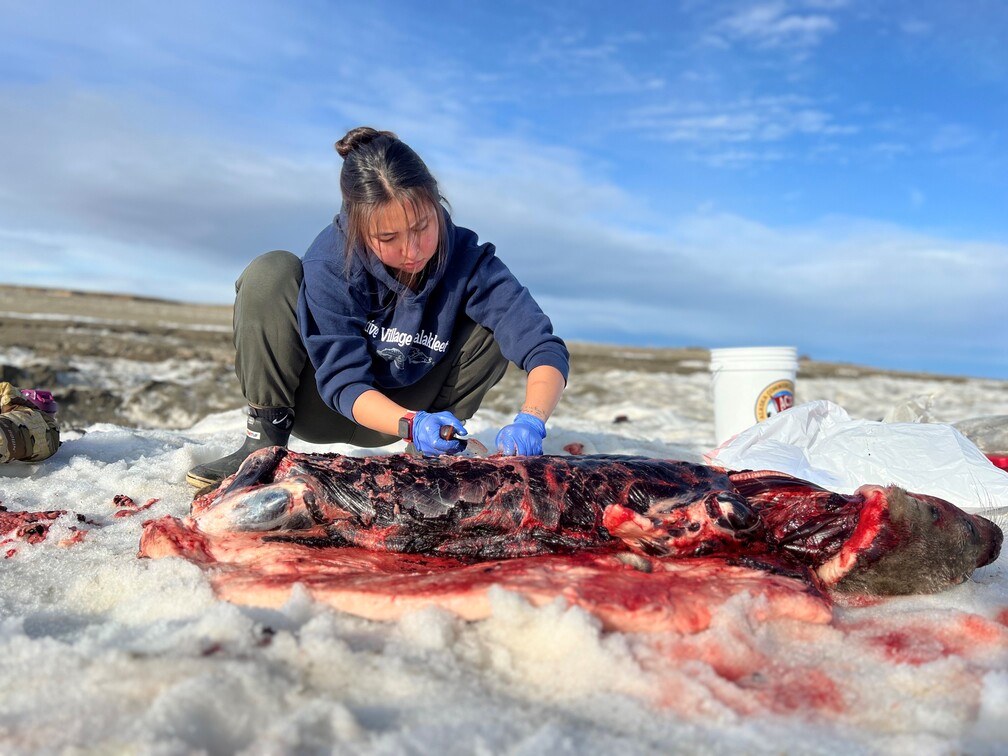 EvansDawson-2024Subsistence-butchering seal safety EvansDawson-2024Subsistence-butchering seal safety